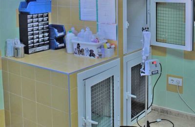 Hospitalización perros Manatí veterinaria